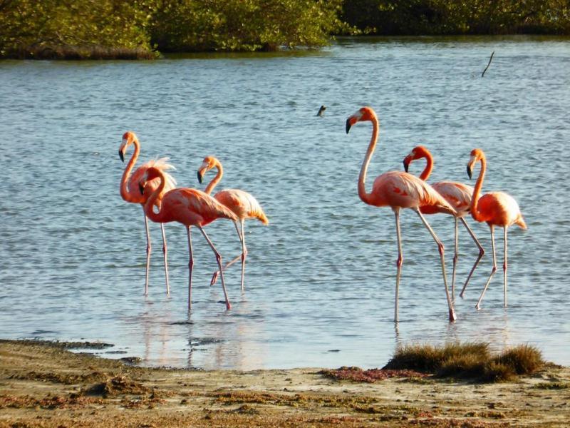 Woodz Bonaire Lägenhet Playa Exteriör bild
